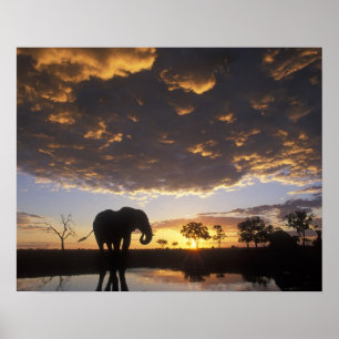 Poster Botsuana, Parque Nacional de Chobe, Elefante