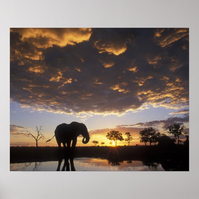 Poster Botsuana, Parque Nacional de Chobe, Elefante (Frente)