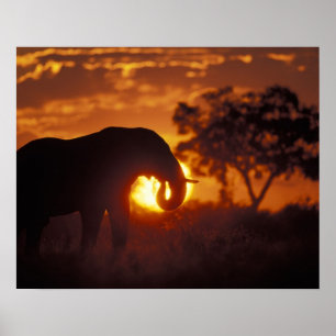 Poster Botswana, Chobe National Park, Bull Elephant