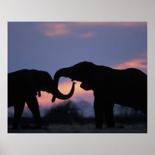 Pôster Botswana, Parque Nacional Chobe, Elefantes