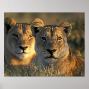 Pôster Botswana, Parque Nacional Chobe, Leões