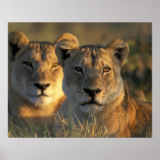 Pôster Botswana, Parque Nacional Chobe, Leões (Frente)