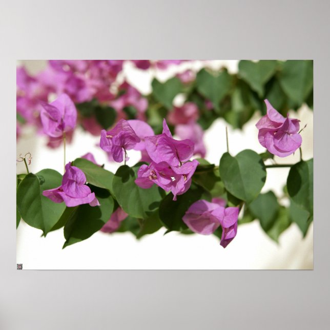 Pôster Bougainvillea (Frente)