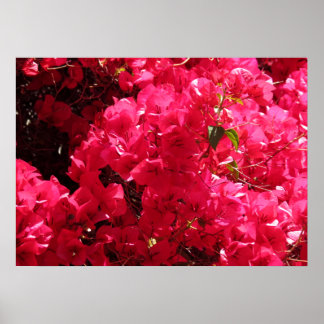 Pôster Bougainvillea