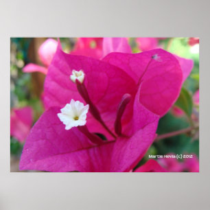 Poster Bougainvillea Blossom