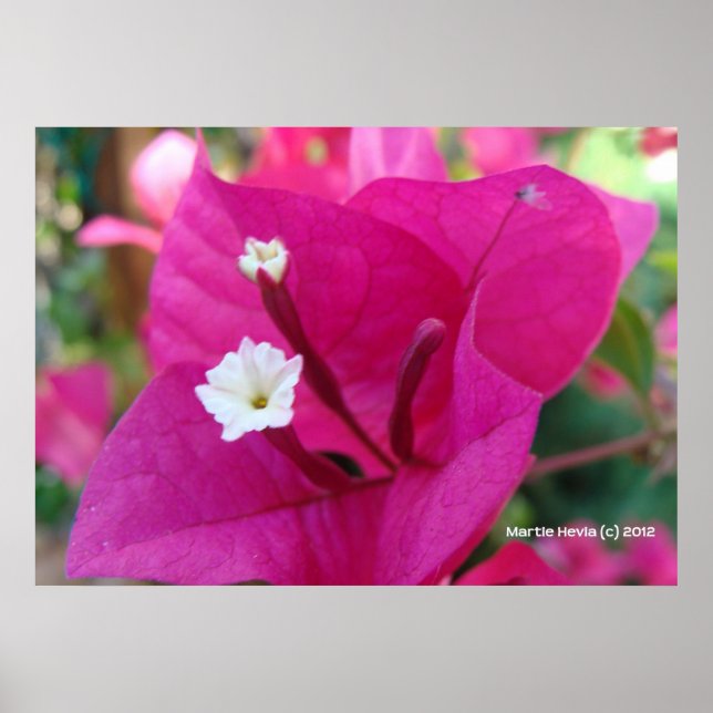 Poster Bougainvillea Blossom (Frente)