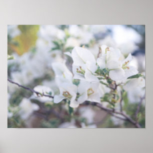 Poster Bougainvillea branca