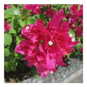 Pôster Bougainvillea do vermelho rico
