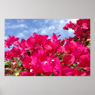 Pôster Bougainvillea e Belo Céu Azul