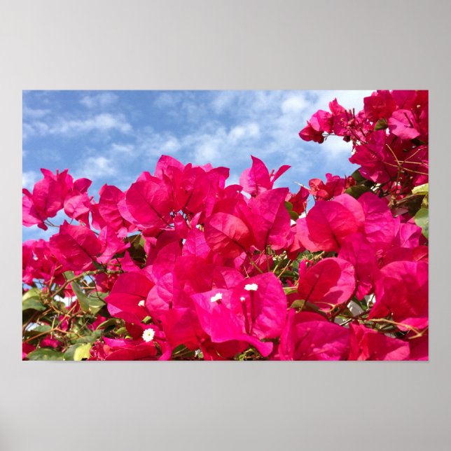 Pôster Bougainvillea e Belo Céu Azul (Frente)
