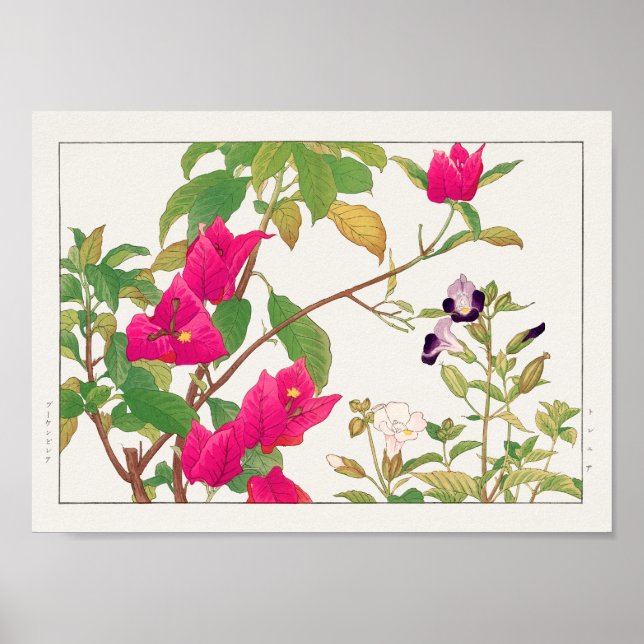 Poster Bougainvillea, flor de osso selvagem de Tanigami K (Frente)