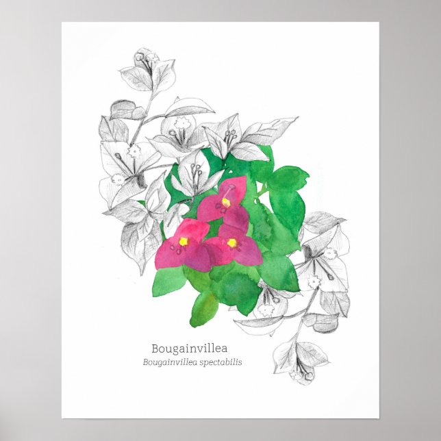 Poster Bougainvillea — Língua Tropical Flor das Flores (Frente)