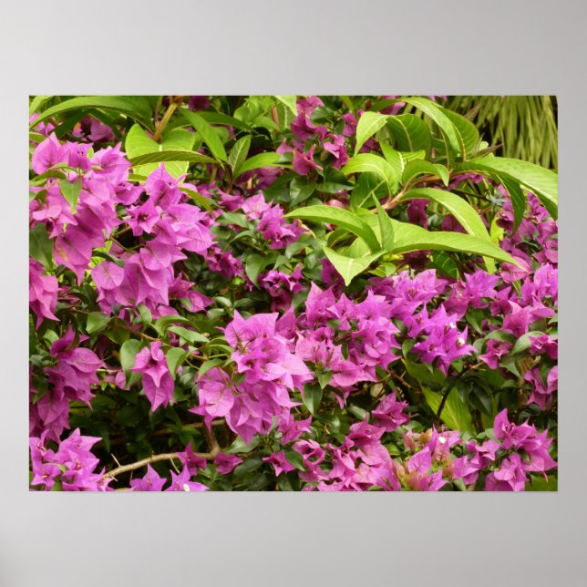 Poster Bougainvillea púrpura tropical Floral (Frente)
