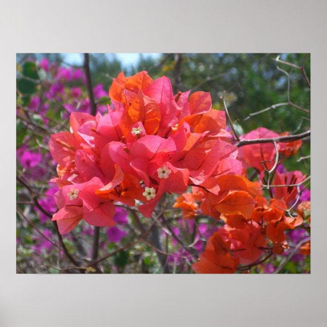 Pôster Bougainvillea rosa tropical (Frente)