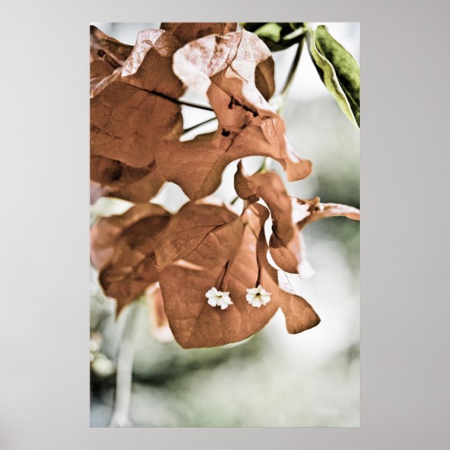 Pôster Bougainvillea Vermelha (Frente)