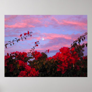 Poster Bougainvilleas and Full Moon at Sunset