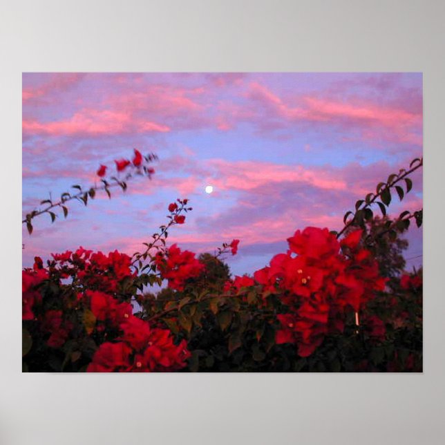 Poster Bougainvilleas and Full Moon at Sunset (Frente)