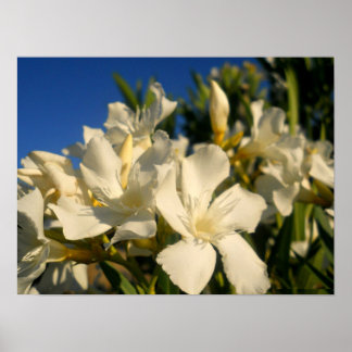 Pôster Bouquests And Blue Skies