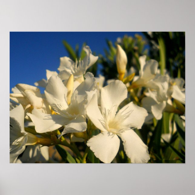 Pôster Bouquests And Blue Skies (Frente)