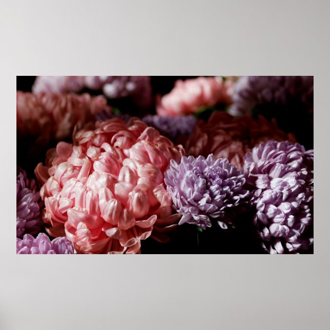 Poster Bouquet of pink with purple aster flowers in light (Frente)