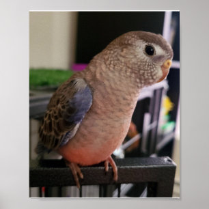 Poster Bourkes Parakeet