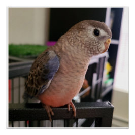Pôster Bourkes Parakeet Glossy Poster