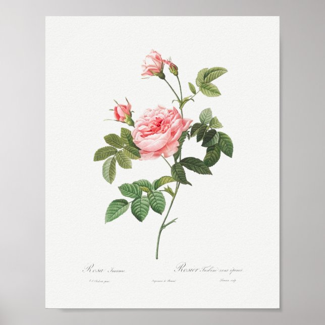 Poster Boursault Rosa Vintage Rosa Rosa Floral Rosa (Frente)