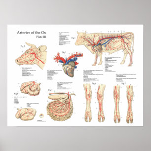 Poster bovino da anatomia dos vasos sanguíneos da
