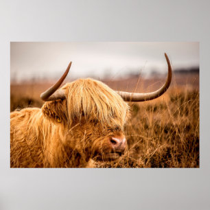POSTER BOVINO DE HIGHLAND