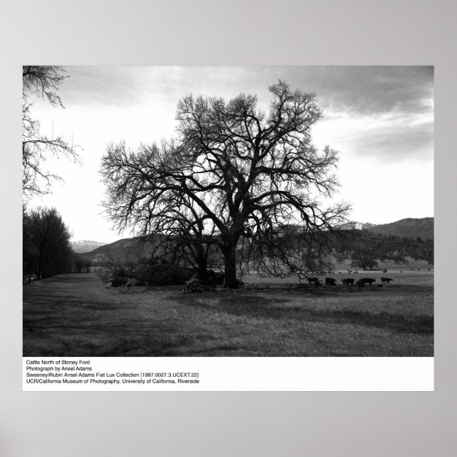 Pôster Bovinos a norte de Stoney Ford por Ansel Adams (Frente)