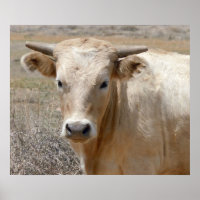 Bovinos Charolais Brancos Grandes - Ocidentais