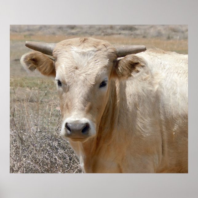 Poster Bovinos Charolais Brancos Grandes - Ocidentais (Frente)
