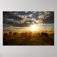 Bovinos Em Campo, Sunset