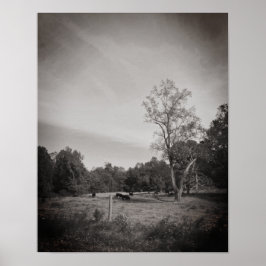 Poster Bovinos na Fazenda