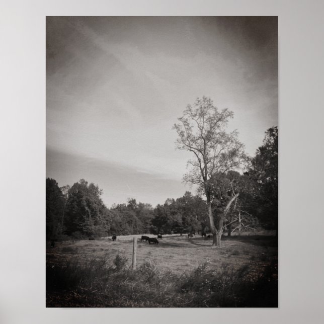 Poster Bovinos na Fazenda (Frente)