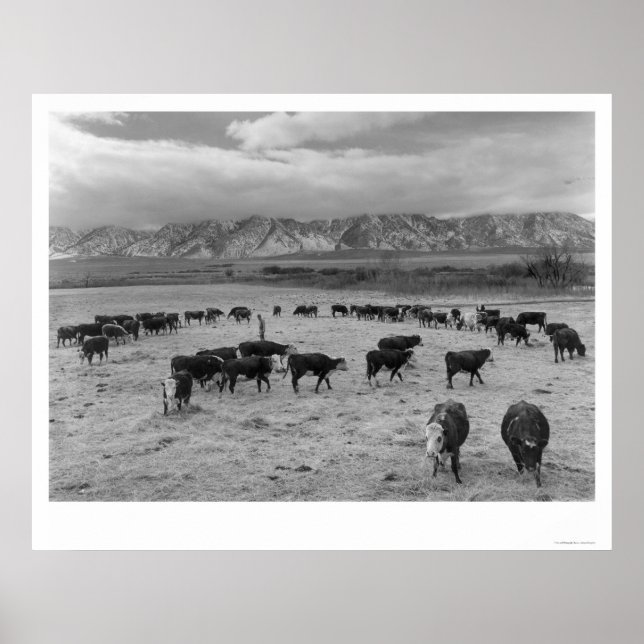 Pôster Bovinos Na Fazenda Do Sul De 1943 (Frente)