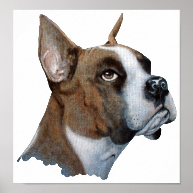 Pôster Boxer (Frente)