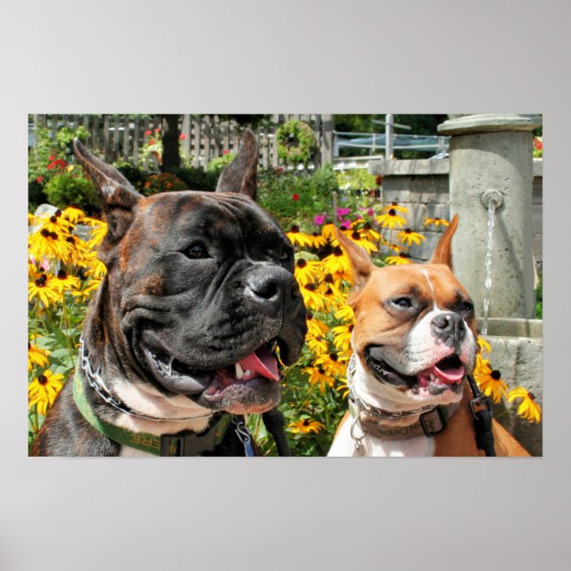 Poster Boxer Baxter Bella 8 (Frente)