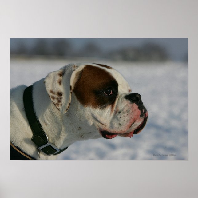 Poster Boxer Dog in the Snow (Frente)
