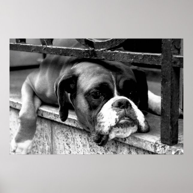 Poster Boxer Dog On Windowsill wapa (Frente)