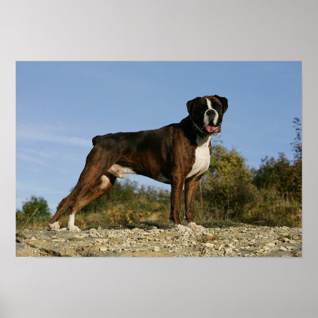 Poster Boxer Dog Show Stance (Frente)