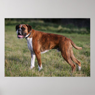 Pôster Boxer Dog Stander