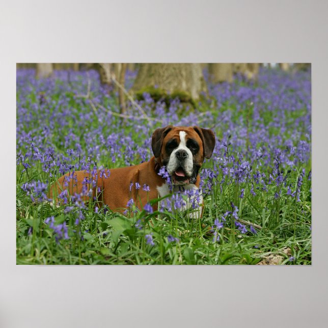 Pôster Boxer Lay in Bluebells (Frente)