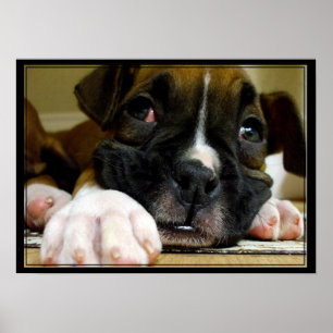 Pôster Boxer Puppy canvas print