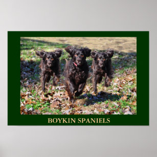 Poster Boykin Spaniels