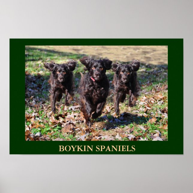 Poster Boykin Spaniels (Frente)