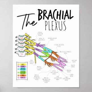 Poster Brachial Plexus