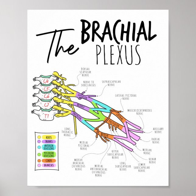 Poster Brachial Plexus (Frente)