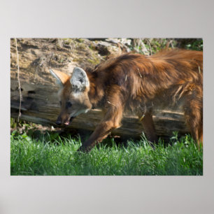 Poster Brachyurus de Chrysocyon
