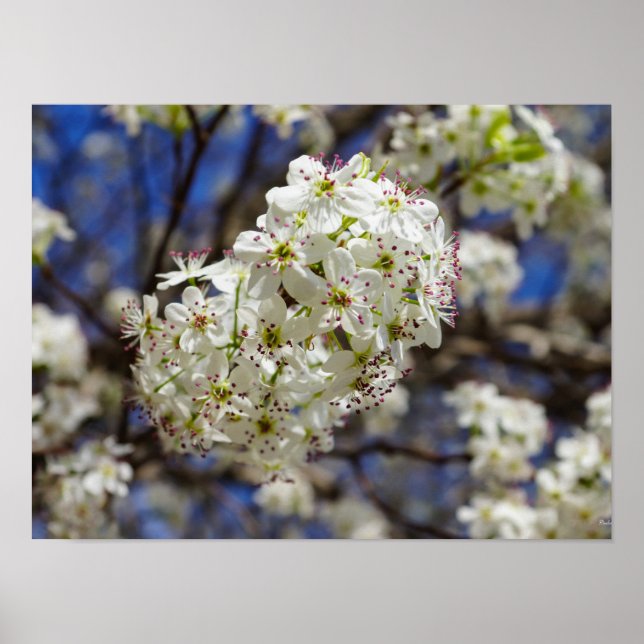Pôster Bradford Pear Blooms (Frente)